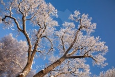 Branch of a tree in the snow 이미지 (528557827) - 게티이미지뱅크 Branch of a tree in the snow