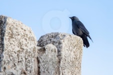 Young black jackdaw 이미지 (465011101) - 게티이미지뱅크 Young black jackdaw