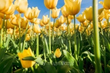 Tulips in spring sun. 이미지 (489362739) - 게티이미지뱅크 Tulips in spring sun.