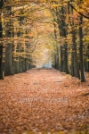 Pathway in the autumn forest 이미지 (483395765) - 게티이미지뱅크 Pathway in the autumn forest