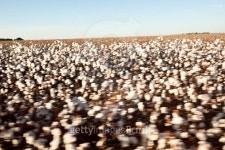 cotton 이미지 (523535581) - 게티이미지뱅크 cotton