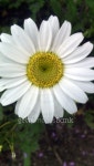 White daisy 이미지 (507270279) - 게티이미지뱅크 White daisy