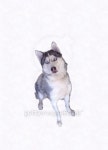 Husky dog-White background 이미지 (465465507) - 게티이미지뱅크 Husky dog-White background