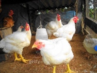 Hen with chickens and roosters 이미지 (523005377) - 게티이미지뱅크 Hen with chickens and roosters