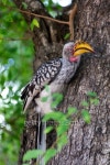 Southern Yellow-Billed Hornbill 이미지 (467095907) - 게티이미지뱅크 Southern Yellow-Billed Hornbill