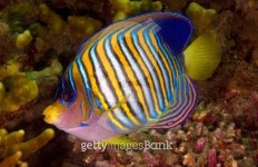 Royal angelfish 이미지 (517220603) - 게티이미지뱅크 Royal angelfish