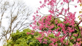 Wild Himalayan Cherry spring blossom 이미지 (470639313) - 게티이미지뱅크 Wild Himalayan Cherry spring blossom