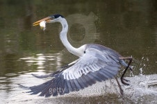 HÃ©ron cocoi 이미지 (496030821) - 게티이미지뱅크 HÃ©ron cocoi