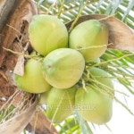 Coconut tree 이미지 (487919897) - 게티이미지뱅크 Coconut tree