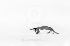 Penguins of Antarctica 이미지 (519594035) - 게티이미지뱅크 Penguins of Antarctica