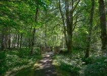 Footbridge in the woods 이미지 (506844981) - 게티이미지뱅크 Footbridge in the woods