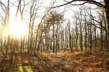 sunlight through the trees 이미지 (526976029) - 게티이미지뱅크 sunlight through the trees
