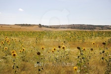 Sunflowers 이미지 (524070545) - 게티이미지뱅크 Sunflowers