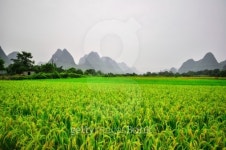 Guilin Li river Karst mountain landscape in Yangshuo 이미지 (482368017) - 게티이미지뱅크 Guilin Li river Karst mountain... 