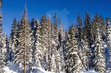 pine tree covered with the snow 이미지 (525939197) - 게티이미지뱅크 pine tree covered with the snow
