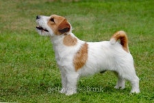 Puppy of Jack Russel Terrier 이미지 (513161819) - 게티이미지뱅크 Puppy of Jack Russel Terrier