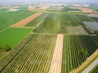 Italian Vineyard Emilia romagna Italy 이미지 (497229189) - 게티이미지뱅크 Italian Vineyard Emilia romagna Italy