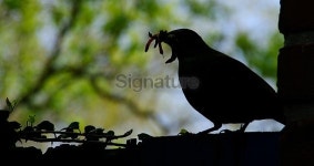 Blackbird working for here young 이미지 (482904301) - 게티이미지뱅크 Blackbird working for here young