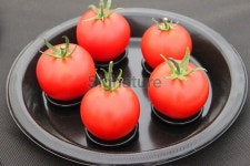 Image of prize-winning red tomatoes at agricultural show exhibition, plate 이미지 (514249791) - 게티이미지뱅크 Image of... 
