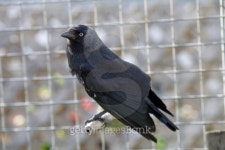 Black bird Jackdaw against grey background 이미지 (508009547) - 게티이미지뱅크 Black bird Jackdaw against grey background