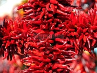 Red peppers formed into cross shape in New Mexico 이미지 (507213041) - 게티이미지뱅크 Red peppers formed into cross shape in... 