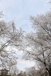 cherry tree with sky in spring 이미지 (523262411) - 게티이미지뱅크 cherry tree with sky in spring