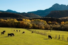 Autumn colors and Green Pastures Rockville Utah 이미지 (475686925) - 게티이미지뱅크 Autumn colors and Green Pastures... 