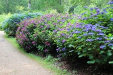 Lilac / pale blue hydrangea flowers, flowering hydrangea bush, shady garden 이미지 (508208885) - 게티이미지뱅크 Lilac... 