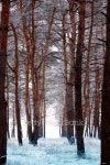 Winter forest 이미지 (470436849) - 게티이미지뱅크 Winter forest