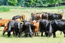 Beef Cattle 이미지 (512419271) - 게티이미지뱅크 Beef Cattle