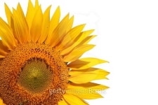 sunflower 이미지 (508142027) - 게티이미지뱅크 sunflower