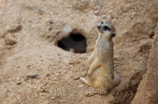 Meerkat 이미지 (481990199) - 게티이미지뱅크 Meerkat