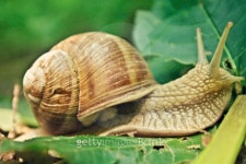 garden snail 이미지 (505523415) - 게티이미지뱅크 garden snail