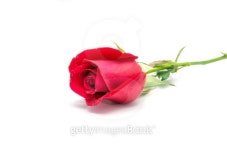 red rose isolated on white background 이미지 (464197981) - 게티이미지뱅크 red rose isolated on white background