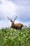 Indian Hog Deer on the field 이미지 (484228065) - 게티이미지뱅크 Indian Hog Deer on the field