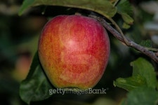 the Apple on the branch 이미지 (514362931) - 게티이미지뱅크 the Apple on the branch