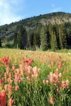 Wild flowers in a mountain meadow. 이미지 (513206949) - 게티이미지뱅크 Wild flowers in a mountain meadow.