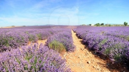 France - Valensole - Lavandes 이미지 (516589005) - 게티이미지뱅크 France - Valensole - Lavandes