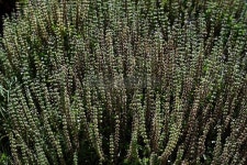Field of Flowering Herb Plants Growing on Rural Farm 이미지 (524287503) - 게티이미지뱅크 Field of Flowering Herb Plants... 