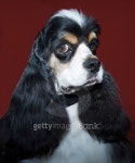 Cavalier king portrait 이미지 (492568817) - 게티이미지뱅크 Cavalier king portrait