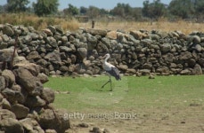 White stork walking on the ground 이미지 (495340753) - 게티이미지뱅크 White stork walking on the ground