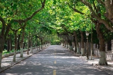 Trees Along Road Side 이미지 (522510091) - 게티이미지뱅크 Trees Along Road Side