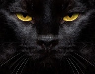 Black Cat Closeup 이미지 (482120733) - 게티이미지뱅크 Black Cat Closeup