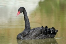 Black Swan (Cygnus atratus) 이미지 (510379003) - 게티이미지뱅크 Black Swan (Cygnus atratus)