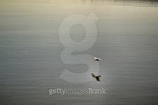 As free as a bird 이미지 (522486069) - 게티이미지뱅크 As free as a bird