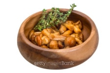 Armillaria 이미지 (475293883) - 게티이미지뱅크 Armillaria