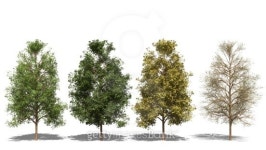 Acer negundo (Four Seasons) 이미지 (509781263) - 게티이미지뱅크 Acer negundo (Four Seasons)