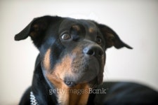 Rottweiler dog 이미지 (509046351) - 게티이미지뱅크 Rottweiler dog
