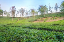 Green Tea fields with trees in Indonesia 이미지 (523457201) - 게티이미지뱅크 Green Tea fields with trees in Indonesia