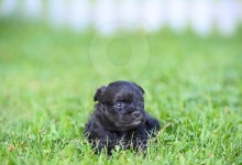 Dog 이미지 (513955831) - 게티이미지뱅크 Dog